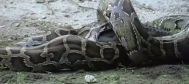 Foto - İnanılmaz av sahneleri