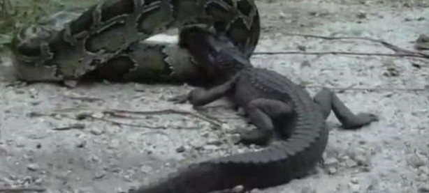 Foto - İnanılmaz av sahneleri