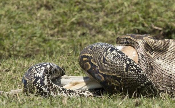 Foto - İnanılmaz av sahneleri