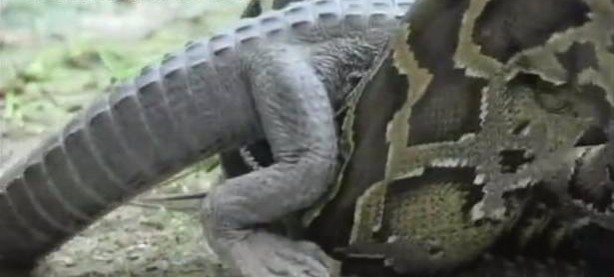 Foto - İnanılmaz av sahneleri