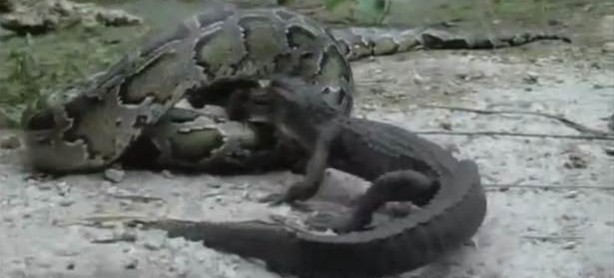 Foto - İnanılmaz av sahneleri