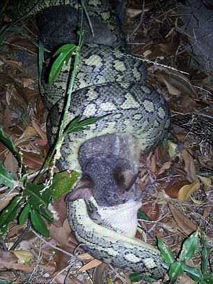 Foto - İnanılmaz av sahneleri