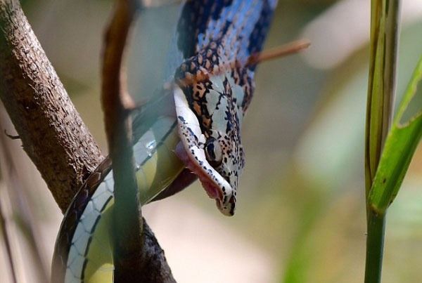 Foto - İnanılmaz av sahneleri
