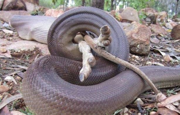 Foto - İnanılmaz av sahneleri