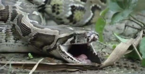 Foto - İnanılmaz av sahneleri