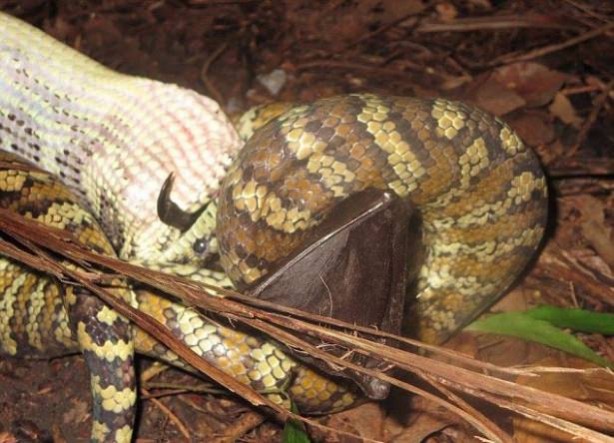 Foto - İnanılmaz av sahneleri