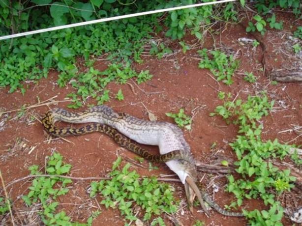 Foto - İnanılmaz av sahneleri