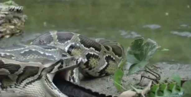 Foto - İnanılmaz av sahneleri