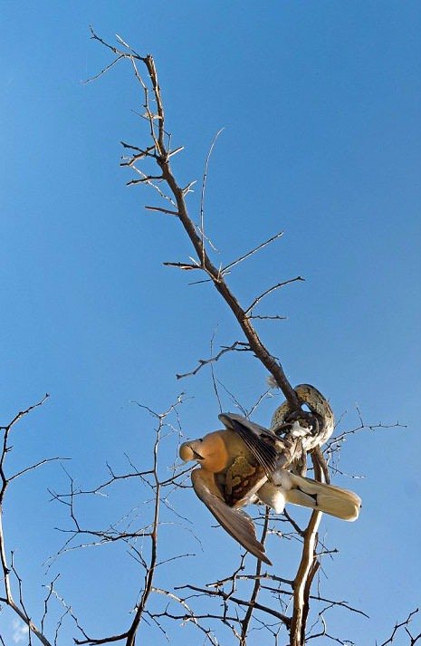 Foto - İnanılmaz av sahneleri