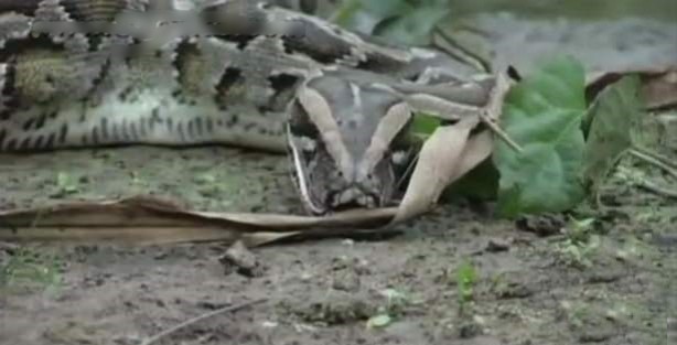 Foto - İnanılmaz av sahneleri