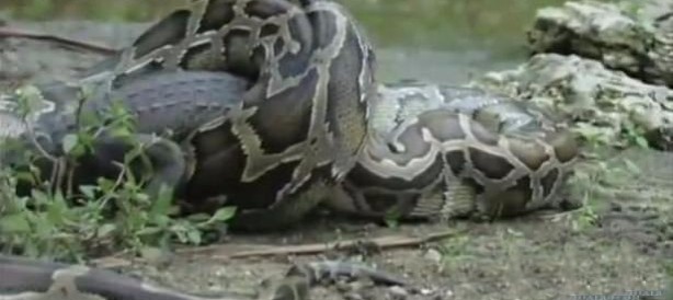 Foto - İnanılmaz av sahneleri