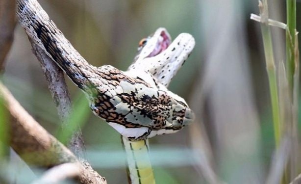 İnanılmaz av sahneleri