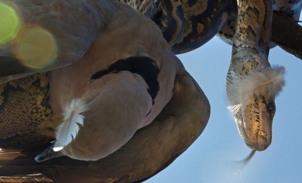 Foto - İnanılmaz av sahneleri