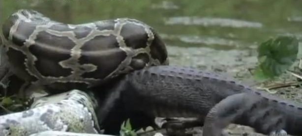 Foto - İnanılmaz av sahneleri