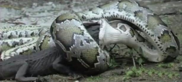 Foto - İnanılmaz av sahneleri