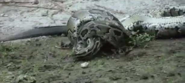 Foto - İnanılmaz av sahneleri