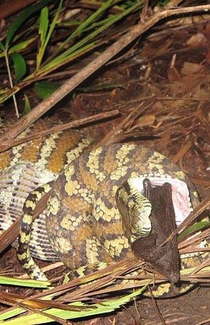 Foto - İnanılmaz av sahneleri