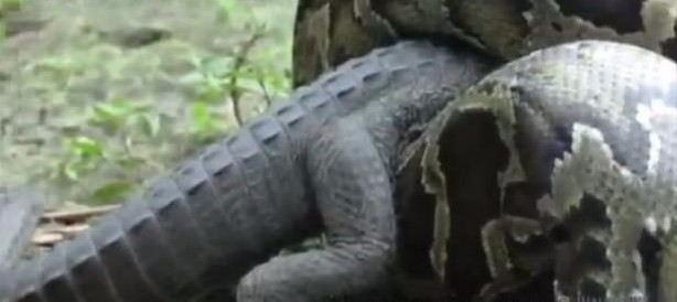 Foto - İnanılmaz av sahneleri