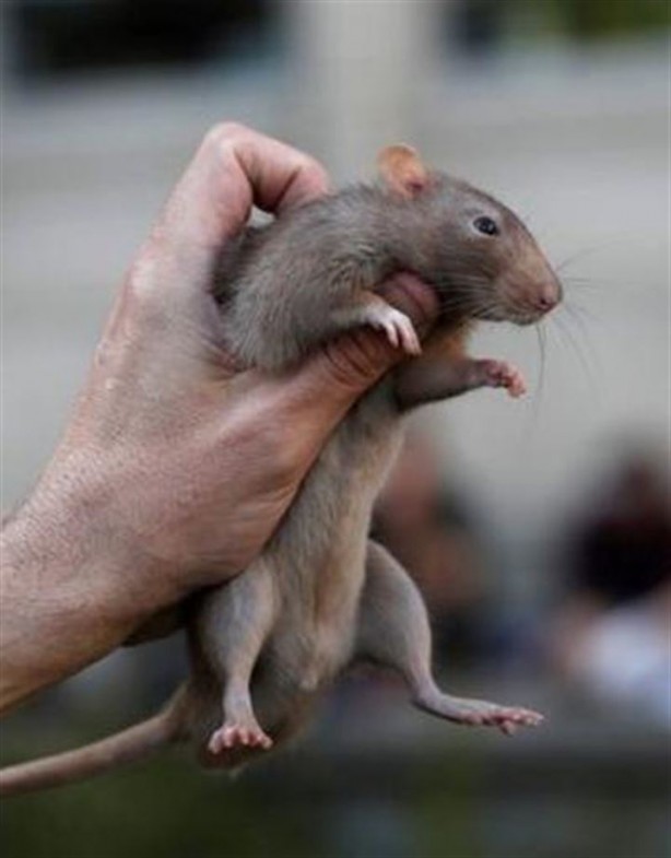 Foto - İnanılmaz gerçek: Fare yiyen insanlar
