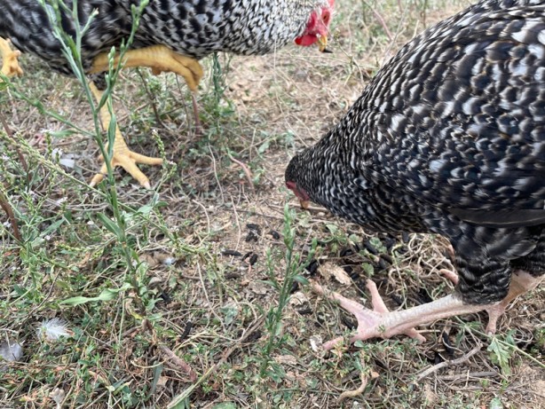 Foto - İnanılmaz yöntem! Organik çöpten bedavaya protein