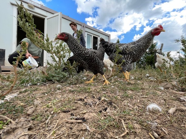 Foto - İnanılmaz yöntem! Organik çöpten bedavaya protein