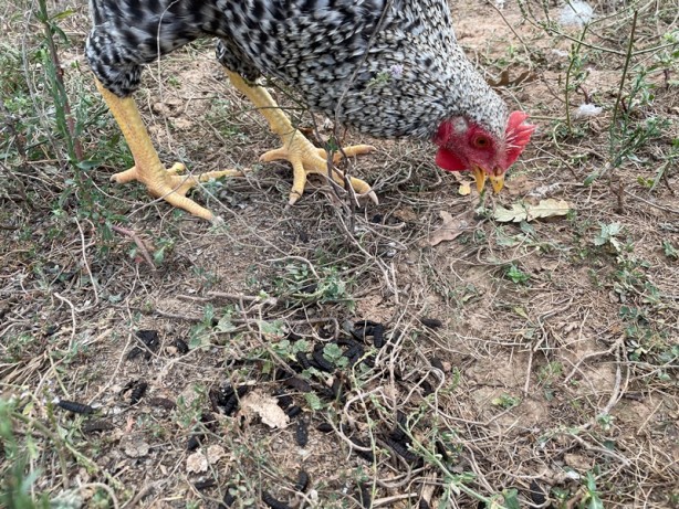 Foto - İnanılmaz yöntem! Organik çöpten bedavaya protein