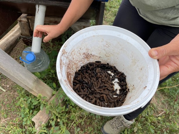 Foto - İnanılmaz yöntem! Organik çöpten bedavaya protein
