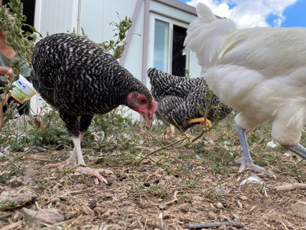 Foto - İnanılmaz yöntem! Organik çöpten bedavaya protein