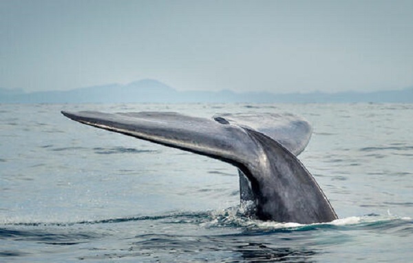 İnanmakta güçlük çekeceksiniz! Gerçekte ne kadar büyük olduğunu bilmediğimiz 10 şey