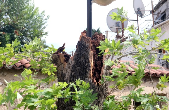 Foto - İnanması güç ama... Küçücük böcek 10 metrelik ağacı devirdi