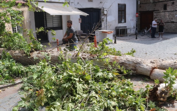 Foto - İnanması güç ama... Küçücük böcek 10 metrelik ağacı devirdi