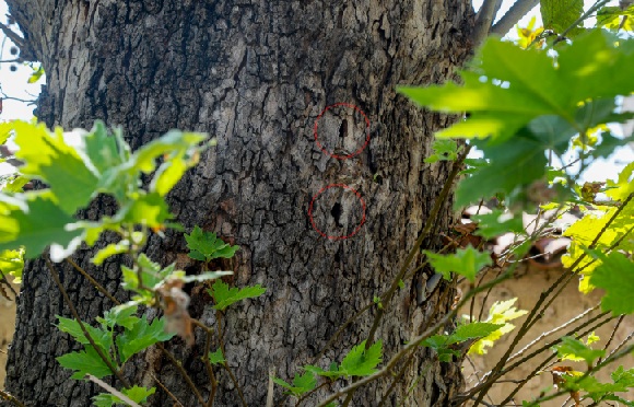 Foto - İnanması güç ama... Küçücük böcek 10 metrelik ağacı devirdi
