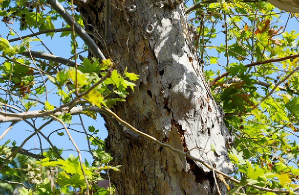 Foto - İnanması güç ama... Küçücük böcek 10 metrelik ağacı devirdi