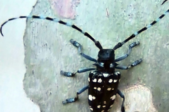 İnanması güç ama... Küçücük böcek 10 metrelik ağacı devirdi