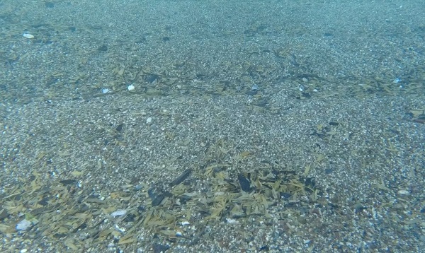 Foto - İnanması güç bu hale geldi! Denizin altında birikenler hayrete düşürdü