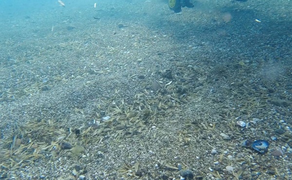 Foto - İnanması güç bu hale geldi! Denizin altında birikenler hayrete düşürdü