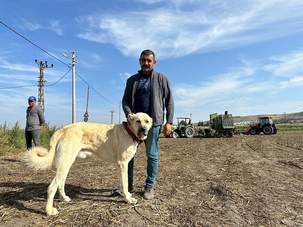 Foto - İnanması güç! Günde 4 kilo yiyor