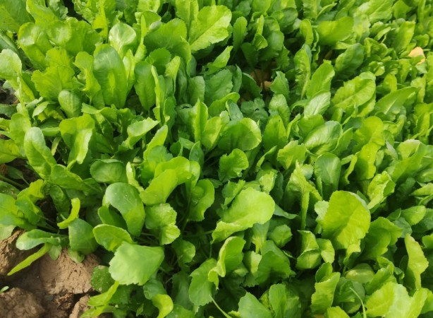 Foto - İnatçı öksürüğü ve balgamı şıp diye kesiyor! Akciğerleri yeniden doğmuş gibi yapan o besinleri sıralıyoruz!