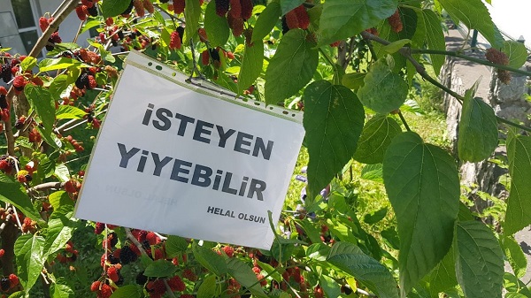 Foto - İnceliğin böylesi| Bakın dut ağacına ne asıldı