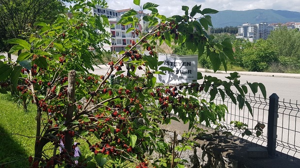 Foto - İnceliğin böylesi| Bakın dut ağacına ne asıldı