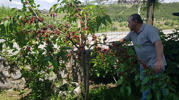 Foto - İnceliğin böylesi| Bakın dut ağacına ne asıldı