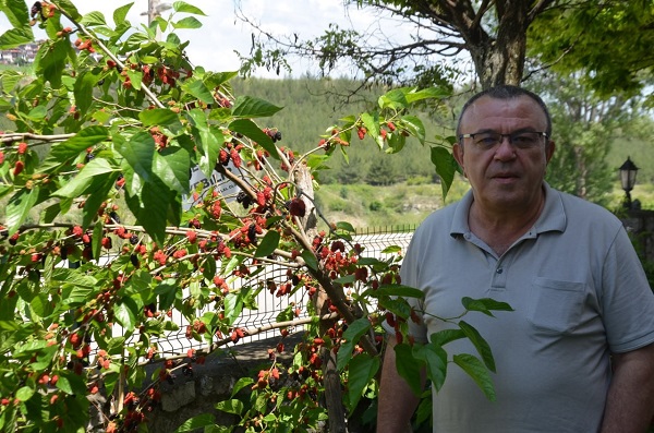 Foto - İnceliğin böylesi| Bakın dut ağacına ne asıldı