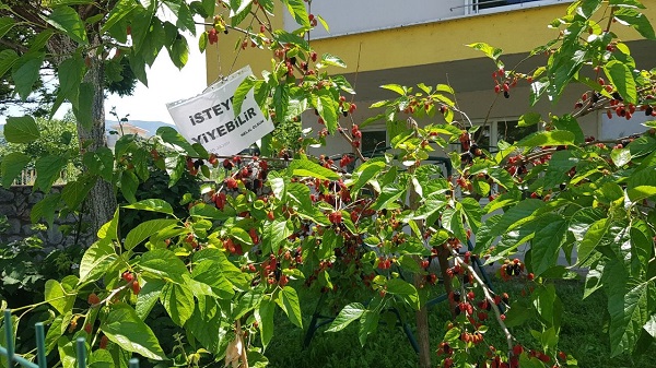 İnceliğin böylesi| Bakın dut ağacına ne asıldı