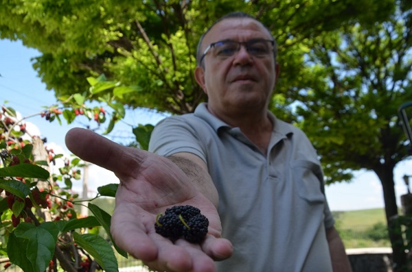 Foto - İnceliğin böylesi| Bakın dut ağacına ne asıldı