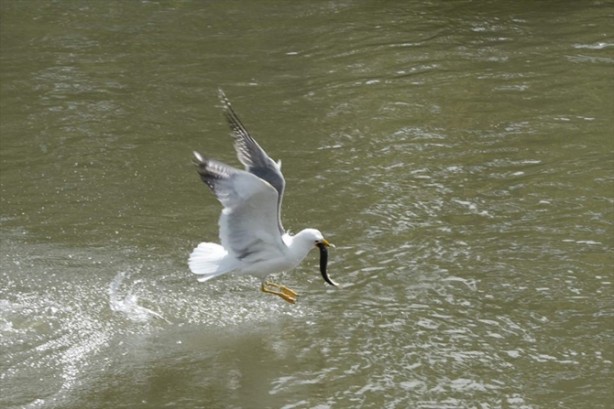 Foto - İnci kefalinden görsel şölen