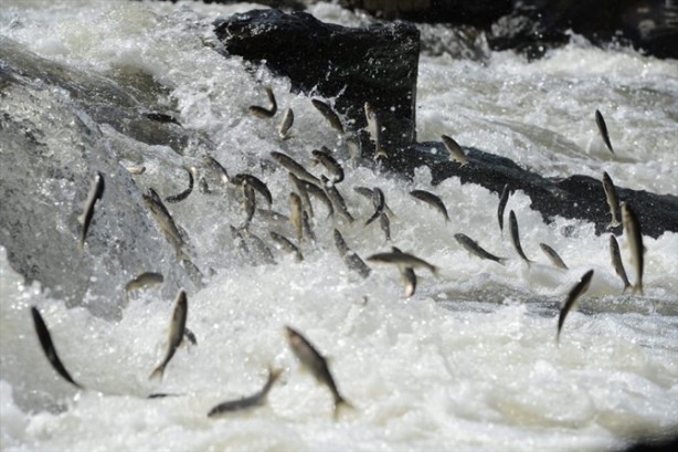 İnci kefalinden görsel şölen