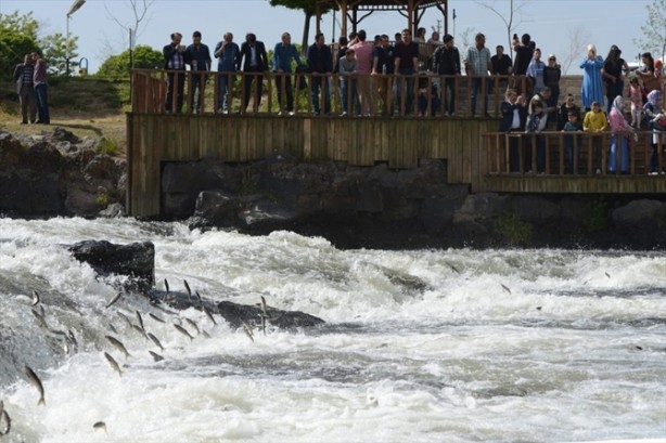 Foto - İnci kefalinden görsel şölen