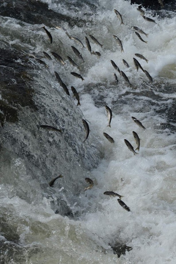 Foto - İnci kefalinden görsel şölen