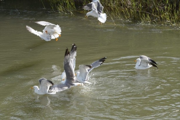 Foto - İnci kefalinden görsel şölen