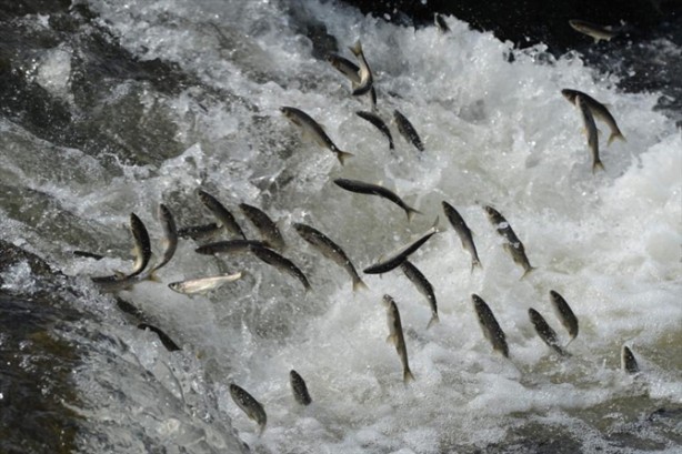 Foto - İnci kefalinden görsel şölen